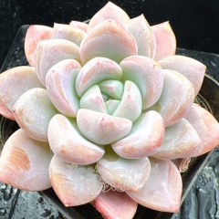 Real & Unique | Echeveria 'Pink jade'