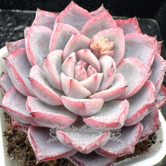 Real & Unique | Echeveria 'Pink frost'