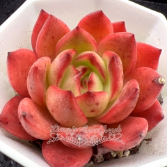 Real & Unique | Echeveria 'Red Lantern'