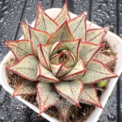 Real & Unique | Echeveria purpusorum white form