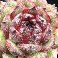 Real & Unique | Echeveria 'Black pomegranate'