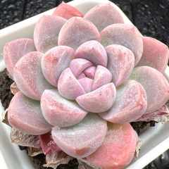 Real & Unique | Echeveria 'Violet Jade'