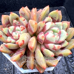 Real & Unique | Echeveria 'Alba Aloha' (blood warbler)