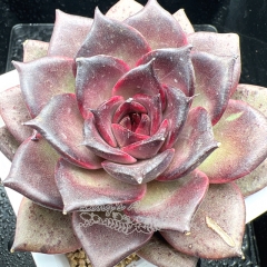 Real & Unique | Echeveria 'Dark chocolate'