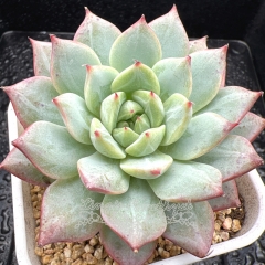 Real & Unique | Echeveria 'Blue Bird Champagne'