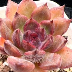 Real & Unique | Echeveria 'Amethyst'/'Purple pomegranate'