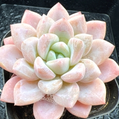 Real & Unique | Echeveria 'Pink jade'