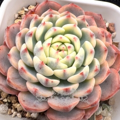 Real & Unique | Echeveria minima variegata