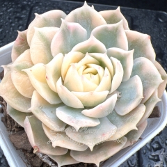 Real & Unique | Echeveria Onslow variegata