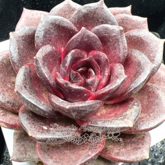 Real & Unique | Echeveria 'Magic Rose'