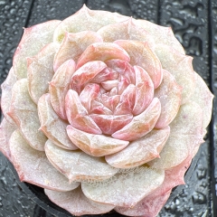 Real & Unique | Echeveria 'pure love'