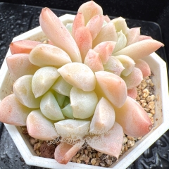 Real & Unique | Echeveria 'Cream Beauty'