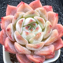 Real & Unique | Echeveria 'ice soul' - 'Strawberry Milkshake'