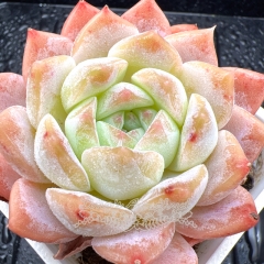 Real & Unique | Echeveria 'ice soul' - 'Strawberry Milkshake'