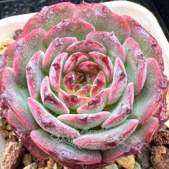 Real & Unique | Echeveria 'Fruit candy'