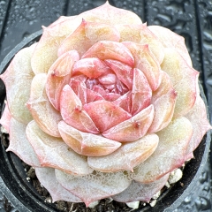 Real & Unique | Echeveria 'pure love'