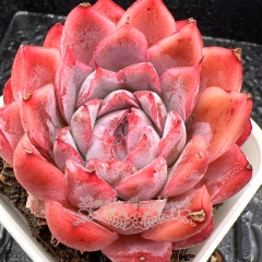 Real & Unique | Echeveria 'Pink Romance'