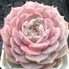 Real & Unique | Echeveria 'Diamond Rose'