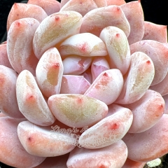 Real & Unique | Echeveria 'Pink Snow Angel'