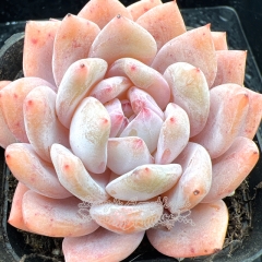 Real & Unique | Echeveria 'Pink Snow Angel'