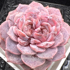 Real & Unique | Echeveria 'Diamond Rose'