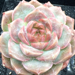 Real & Unique | Echeveria 'Pink Nebula'