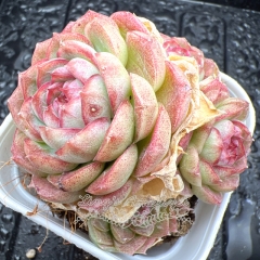 Real & Unique | Echeveria 'Diamond Jelly'