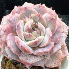 Real & Unique | Echeveria 'Diamond Rose'