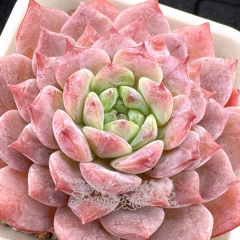 Real & Unique | Echeveria 'ice soul' - 'Ice hibiscus'