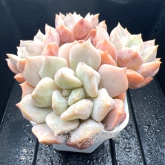 Real & Unique | Echeveria choux cream / cream puff