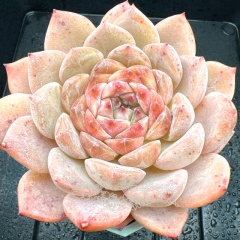 Real & Unique | Echeveria 'ice soul' - 'sakura'