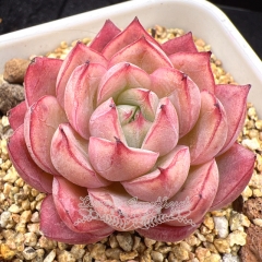 Real & Unique | Echeveria 'Cranberry'