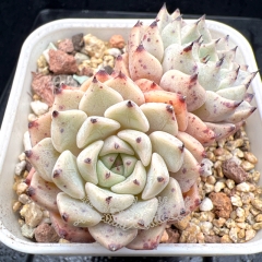 Real & Unique | Echeveria 'Sara Himebotan' sp