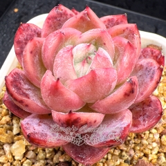 Real & Unique | Echeveria 'Cranberry'