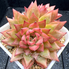 Real & Unique | Echeveria 'Red Swan'