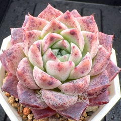 Real & Unique | Echeveria 'Cherry candy'