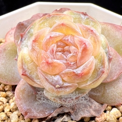 Real & Unique | Echeveria 'ice soul' - 'Amber'