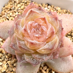 Real & Unique | Echeveria 'ice soul' - 'Amber'