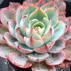 Real & Unique | Echeveria 'amistar'