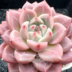 Real & Unique | Echeveria 'Jade Pool'