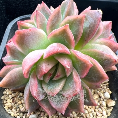 Real & Unique | Echeveria 'Butterfly Wing'