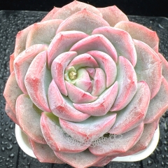 Real & Unique | Echeveria 'Cream Rose'