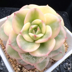 Real & Unique | Echeveria 'Rolly' variegata