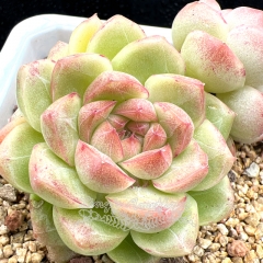 Real & Unique | Echeveria 'Annie'