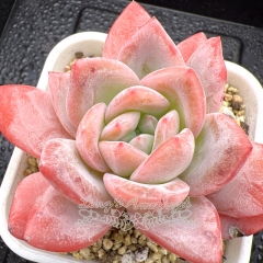 Real & Unique | Echeveria 'Pink pinwheel'