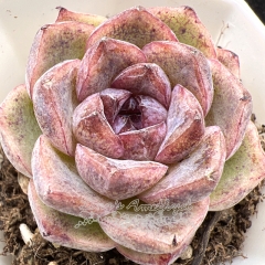 Real & Unique | Echeveria 'Lilac'