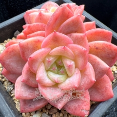 Real & Unique | Echeveria 'Cherry jelly'