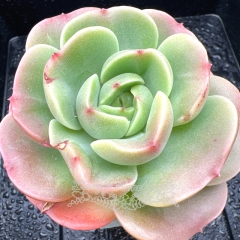 Real & Unique | Echeveria 'Peach Fairy' (Echeveria Peach Pride sp)