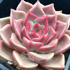 Real & Unique | Echeveria 'Violet Rose'