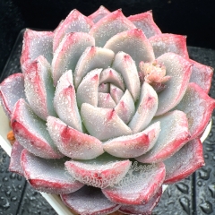 Real & Unique | Echeveria 'Pink frost'